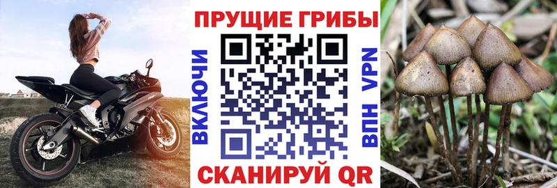Псилоцибиновые грибы Cubensis  Грязи 